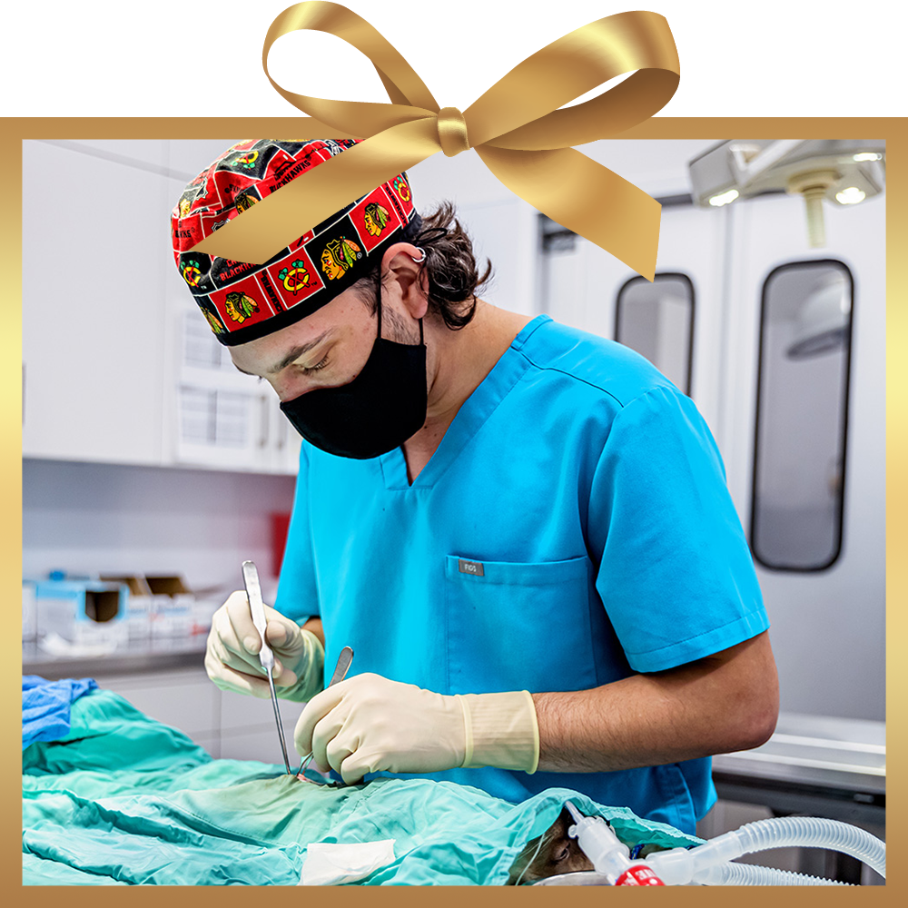 Spay/neuter surgery