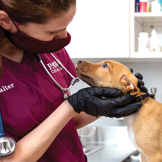 Basic care for one healthy pet