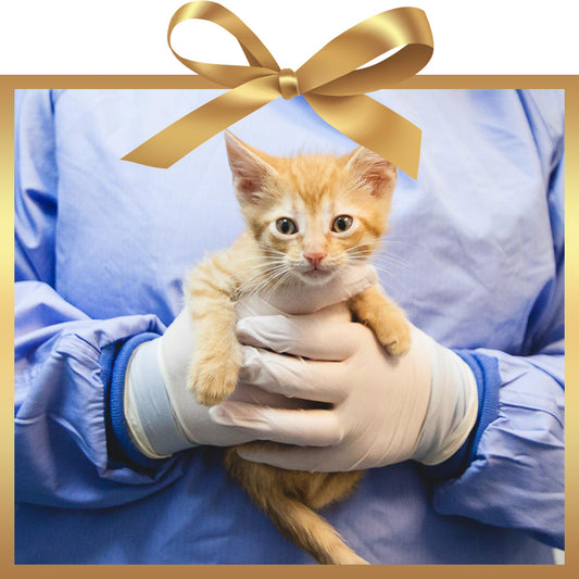 Provide a microchip to a dog or cat
